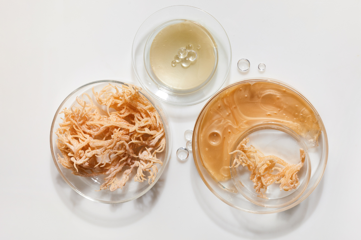 Sea moss: Das superfood im großen ratgeber + gel kaufen